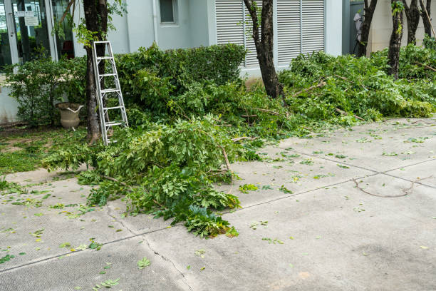 Reliable Lauderdale By The Sea, FL Tree Service Solutions